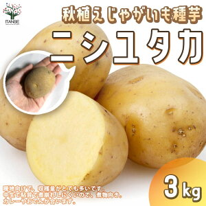 種 じゃがいも 種芋 Diy 工具の人気商品 通販 価格比較 価格 Com