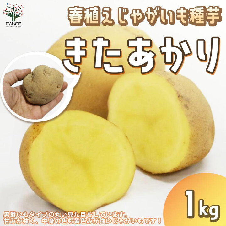 楽天市場 送料無料 じゃがいもの種芋 品種 キタアカリ 種ばれいしょ 野菜種芋 1kg 充填時 じゃがいも ジャガイモ じゃが芋 種芋 種いも たねいも 植物販売のｉｔａｎｓｅ楽天市場店