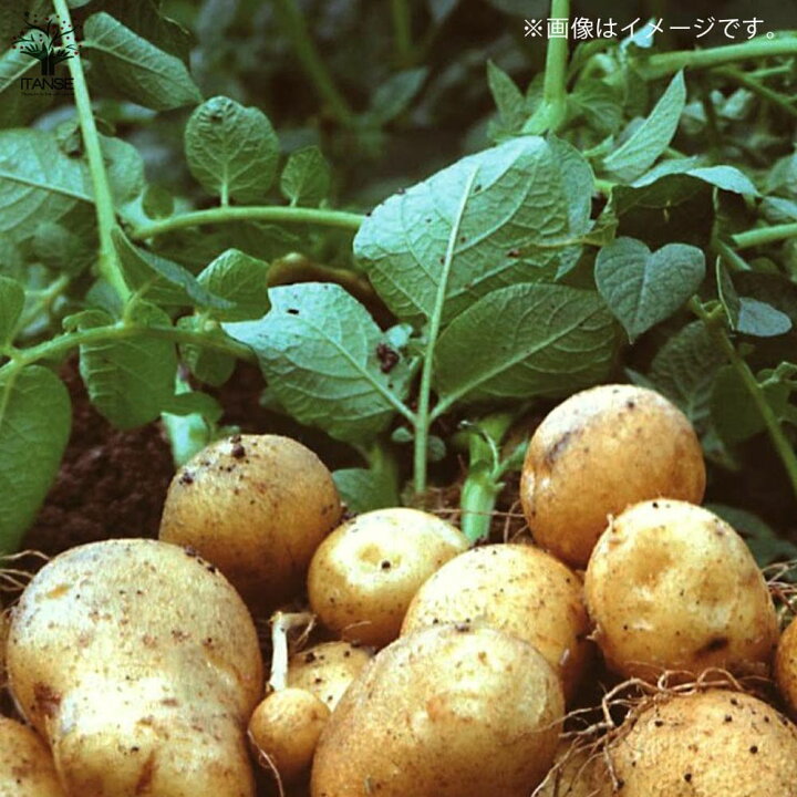 送料無料 じゃがいもの種芋 品種 ノーザンルビー 野菜種芋 kg 充填時 じゃがいも ジャガイモ じゃが芋 種芋 種いも たねいも 家庭菜園 即日出荷