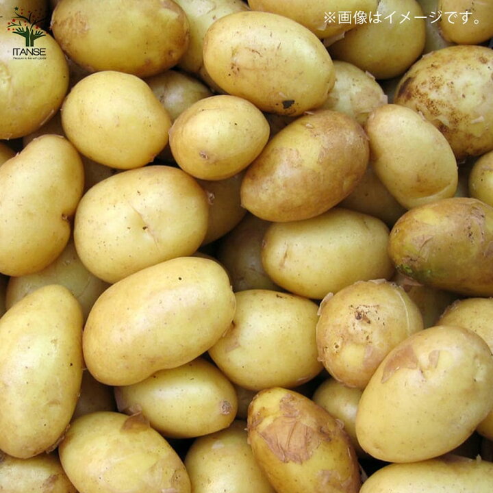 楽天市場 送料無料 じゃがいもの種芋 品種 キタアカリ 種ばれいしょ 野菜種芋 15kg 充填時 じゃがいも ジャガイモ じゃが芋 種芋 種いも たねいも 植物販売のｉｔａｎｓｅ楽天市場店