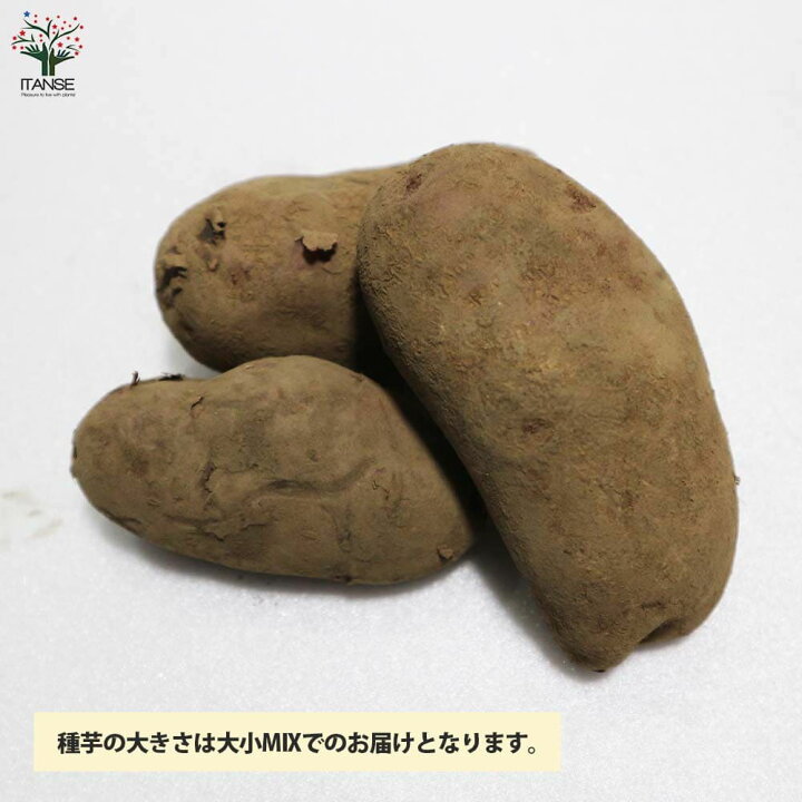 楽天市場 送料無料 じゃがいもの種芋 品種 ノーザンルビー 野菜種芋 kg 充填時 じゃがいも ジャガイモ じゃが芋 種芋 種いも たねいも 植物販売のｉｔａｎｓｅ楽天市場店