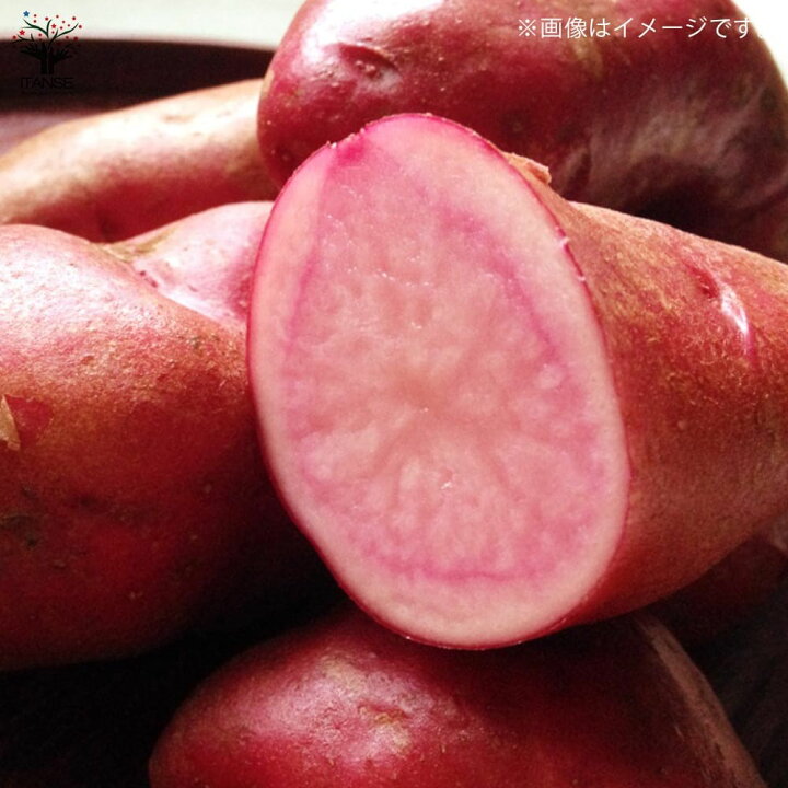 楽天市場 送料無料 じゃがいもの種芋 品種 ノーザンルビー 野菜種芋 kg 充填時 じゃがいも ジャガイモ じゃが芋 種芋 種いも たねいも 植物販売のitanse楽天市場店 楽天市場 送料無料 じゃがいもの種芋 品種 ノーザンルビー 野菜種芋 kg 充填時 じゃがいも ジャガイモ じゃが芋 種芋 種いも たねいも 植物販売のitanse楽天市場店