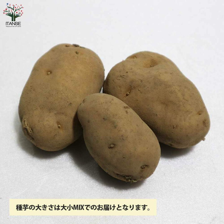 直送商品 インカのひとみ じゃがいも種芋 1kg サイズ混合 栽培用 農水省登録品種 品種名 Lafayette Fr
