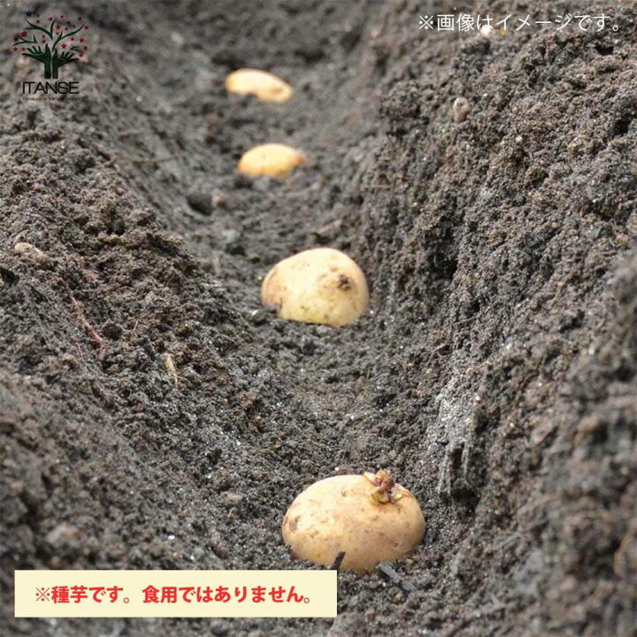 楽天市場 送料無料 じゃがいもの種芋 品種 インカのめざめ 野菜種芋 1kg 充填時 じゃがいも ジャガイモ じゃが芋 種芋 種いも たねいも 植物販売のｉｔａｎｓｅ楽天市場店