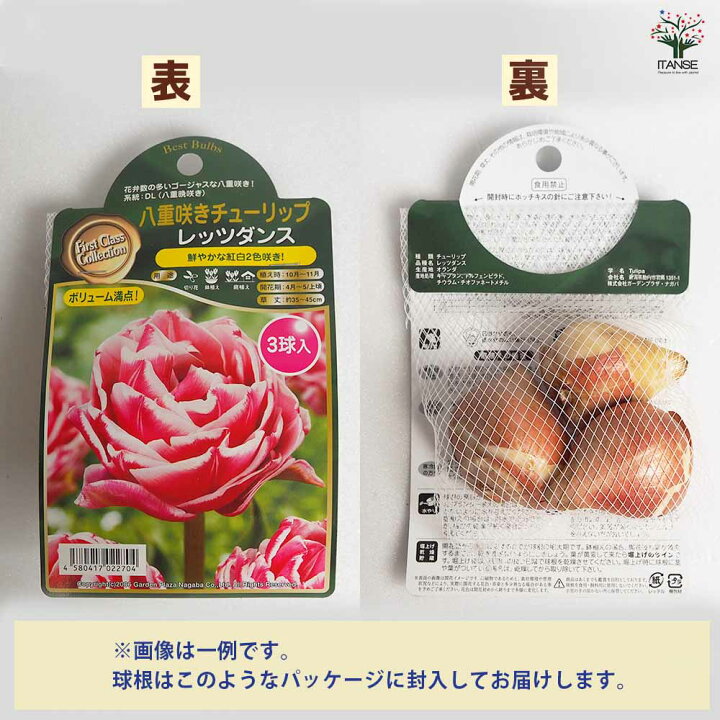 楽天市場 送料無料 チューリップ リムジン 花球根 お買い得5球セット 球根 花の球根 ちゅーりっぷ チューリップ 寄せ植え ガーデニング 鑑賞 栽培 庭園菜園 植物販売のｉｔａｎｓｅ楽天市場店