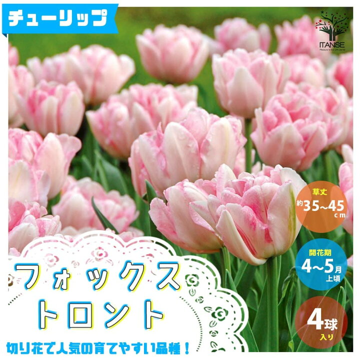 楽天市場 送料無料 フォックストロント チューリップ 花球根 お買い得5球セット 球根 花の球根 ちゅーりっぷ チューリップ 寄せ植え ガーデニング 鑑賞 栽培 庭園菜園 植物販売のitanse楽天市場店 楽天市場 送料無料 フォックストロント チューリップ 花球根 お買い得5球セット 球根 花の球根 ちゅーりっぷ チューリップ 寄せ植え ガーデニング 鑑賞 栽培 庭園菜園 植物販売のitanse楽天市場店