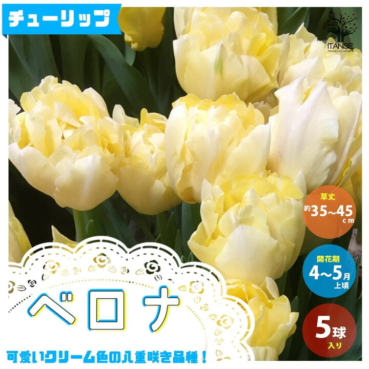 楽天市場 送料無料 ベロナ チューリップ 花球根 お買い得5球セット 球根 花の球根 ちゅーりっぷ チューリップ 寄せ植え ガーデニング 鑑賞 栽培 庭園菜園 植物販売のｉｔａｎｓｅ楽天市場店