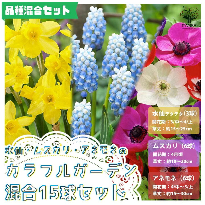楽天市場 送料無料 簡単栽培カラフルガーデン混合 セット内容 水仙テタテタ3球 ムスカリアルメニアカム6球 アネモネデカーンミックス6球 合計15球 チューリップ 花球根 お買い得15球セット 球根 花の球根 寄せ植え ガーデニング 植物販売のｉｔａｎｓｅ楽天