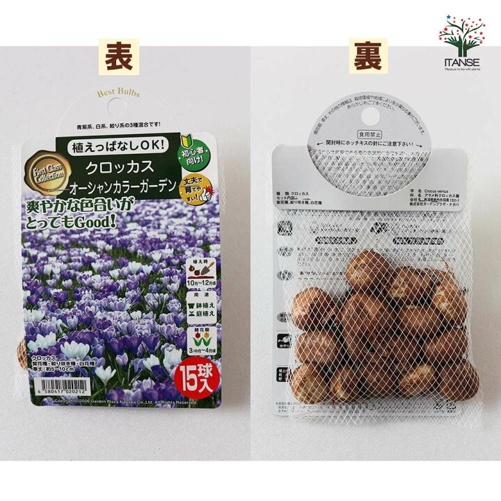 楽天市場 送料無料 クロッカスオーシャンカラー混合 セット内容 クロッカス3品種 フラワーレコード ジャンヌダーク ピックウィック 花色 紫 絞り咲き 白 見計らい チューリップ 花球根 お買い得15球セット 球根 花の球根 寄せ植え ガーデニング 植物販売の