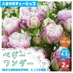 球根 寄せ植え セット Diy 工具の人気商品 通販 価格比較 価格 Com 球根 寄せ植え セット Diy 工具の人気商品 通販 価格比較 価格 Com