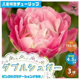 楽天市場 寄せ植え セット 球根 ガーデニング 農業 花 ガーデン Diyの通販