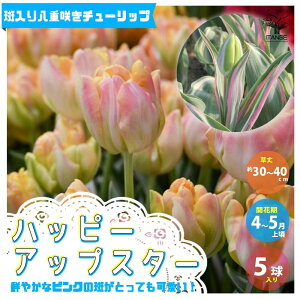 球根 寄せ植えの人気商品 通販 価格比較 価格 Com