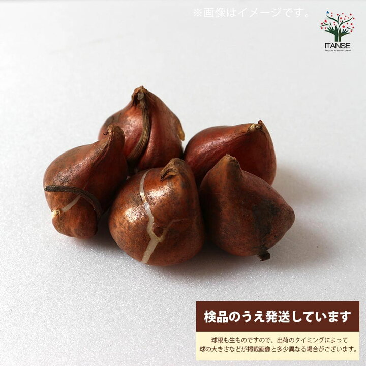 送料無料斑入り葉 ハッピーアップスター 八重咲チューリップ花球根 /お買い得5球セット球根 花の球根 ちゅーりっぷ チューリップ 寄せ植え ガーデニング 鑑賞 栽培 庭園菜園 : 植物販売のITANSE店 送料無料斑入り葉 ハッピーアップスター 八重咲チューリップ花球根 /お買い得5球セット球根 花の球根 ちゅーりっぷ チューリップ 寄せ植え ガーデニング 鑑賞 栽培 庭園菜園 : 植物販売のITANSE店