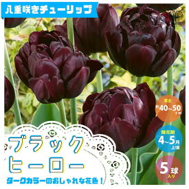 楽天市場 チューリップ 黒の通販