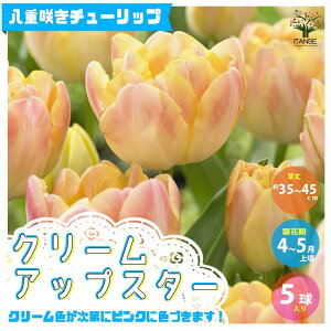 球根 寄せ植え セット Diy 工具の人気商品 通販 価格比較 価格 Com 球根 寄せ植え セット Diy 工具の人気商品 通販 価格比較 価格 Com