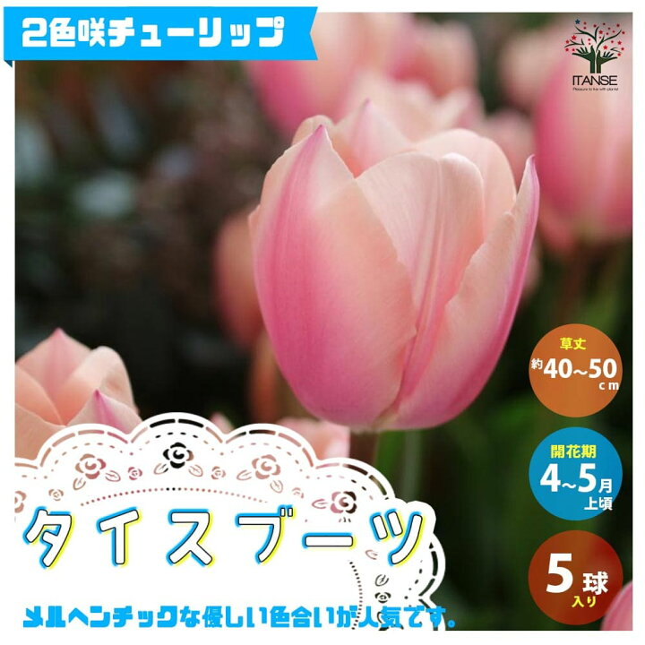 楽天市場 送料無料 タイスブーツ チューリップ 花球根 お買い得5球セット 球根 花の球根 ちゅーりっぷ チューリップ 寄せ植え ガーデニング 鑑賞 栽培 庭園菜園 植物販売のitanse楽天市場店 楽天市場 送料無料 タイスブーツ チューリップ 花球根 お買い得5球セット 球根 花の球根 ちゅーりっぷ チューリップ 寄せ植え ガーデニング 鑑賞 栽培 庭園菜園 植物販売のitanse楽天市場店