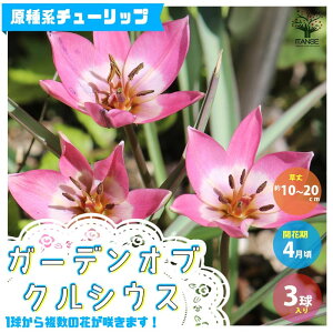 球根 寄せ植えの人気商品 通販 価格比較 価格 Com