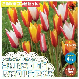 楽天市場 原種チューリップ 球根の通販