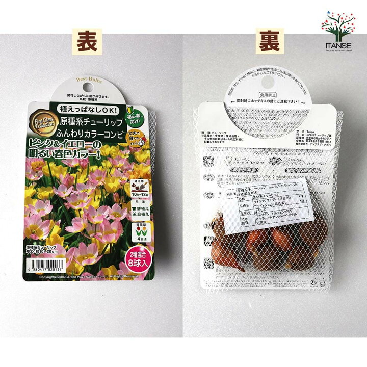 楽天市場 送料無料 ふんわりカラーコンビ2種混合 原種系チューリップ 花球根 お買い得8球セット 球根 花の球根 ちゅーりっぷ チューリップ 寄せ 植え ガーデニング 鑑賞 栽培 庭園菜園 植物販売のｉｔａｎｓｅ楽天市場店