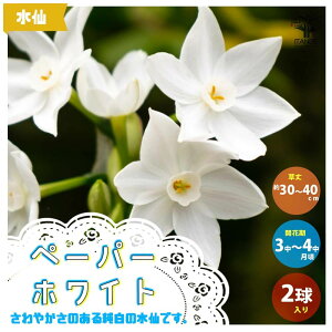 球根 寄せ植え セット Diy 工具の人気商品 通販 価格比較 価格 Com