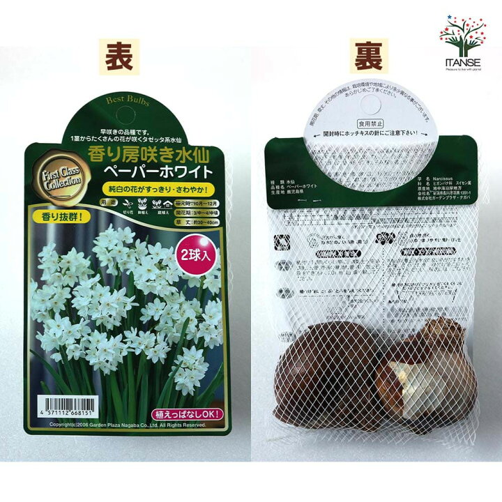 楽天市場 送料無料 香り房咲き水仙ペーパーホワイト 水仙 花球根 お買い得2球セット 球根 花の球根 すいせん 水仙 寄せ植え ガーデニング 鑑賞 栽培 庭園菜園 植物販売のｉｔａｎｓｅ楽天市場店