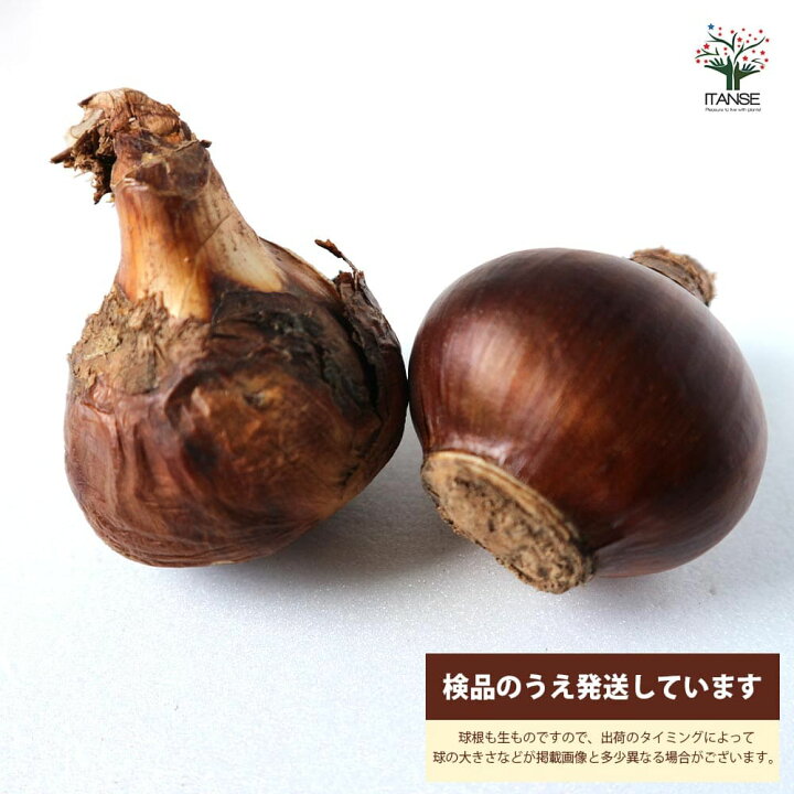 楽天市場 送料無料 香り房咲き水仙ペーパーホワイト 水仙 花球根 お買い得2球セット 球根 花の球根 すいせん 水仙 寄せ植え ガーデニング 鑑賞 栽培 庭園菜園 植物販売のitanse楽天市場店 楽天市場 送料無料 香り房咲き水仙ペーパーホワイト 水仙 花球根 お買い得2球セット 球根 花の球根 すいせん 水仙 寄せ植え ガーデニング 鑑賞 栽培 庭園菜園 植物販売のitanse楽天市場店