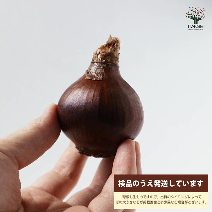 楽天市場 送料無料 香り房咲き水仙ペーパーホワイト 水仙 花球根 お買い得2球セット 球根 花の球根 すいせん 水仙 寄せ植え ガーデニング 鑑賞 栽培 庭園菜園 植物販売のｉｔａｎｓｅ楽天市場店