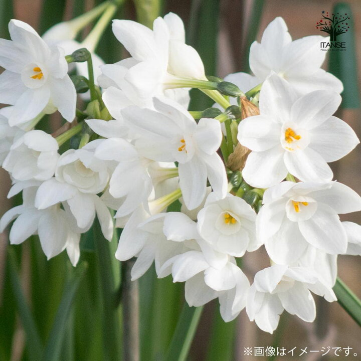 楽天市場 送料無料 香り房咲き水仙ペーパーホワイト 水仙 花球根 お買い得2球セット 球根 花の球根 すいせん 水仙 寄せ植え ガーデニング 鑑賞 栽培 庭園菜園 植物販売のitanse楽天市場店 楽天市場 送料無料 香り房咲き水仙ペーパーホワイト 水仙 花球根 お買い得2球セット 球根 花の球根 すいせん 水仙 寄せ植え ガーデニング 鑑賞 栽培 庭園菜園 植物販売のitanse楽天市場店