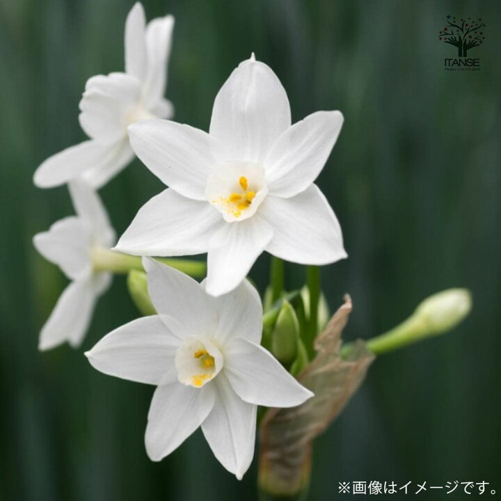 楽天市場 送料無料 香り房咲き水仙ペーパーホワイト 水仙 花球根 お買い得2球セット 球根 花の球根 すいせん 水仙 寄せ植え ガーデニング 鑑賞 栽培 庭園菜園 植物販売のｉｔａｎｓｅ楽天市場店