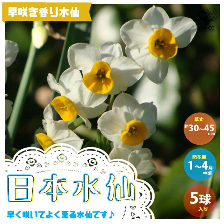 楽天市場 送料無料 日本水仙 早咲き香り水仙 花球根 お買い得5球セット 球根 花の球根 すいせん 水仙 寄せ植え ガーデニング 鑑賞 栽培 庭園菜園 植物販売のｉｔａｎｓｅ楽天市場店