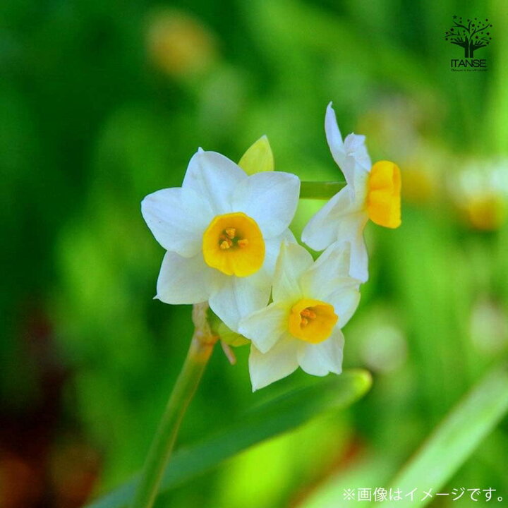 楽天市場 送料無料 日本水仙 早咲き香り水仙 花球根 お買い得5球セット 球根 花の球根 すいせん 水仙 寄せ植え ガーデニング 鑑賞 栽培 庭園菜園 植物販売のｉｔａｎｓｅ楽天市場店