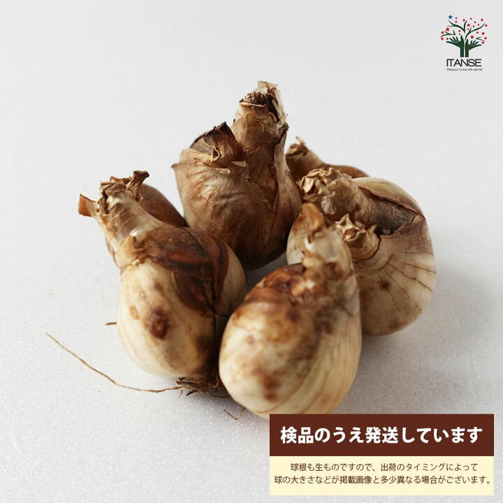 楽天市場 送料無料 香り水仙サンディスク 水仙 花球根 お買い得3球セット 球根 花の球根 すいせん 水仙 寄せ植え ガーデニング 鑑賞 栽培 庭園菜園 植物販売のｉｔａｎｓｅ楽天市場店