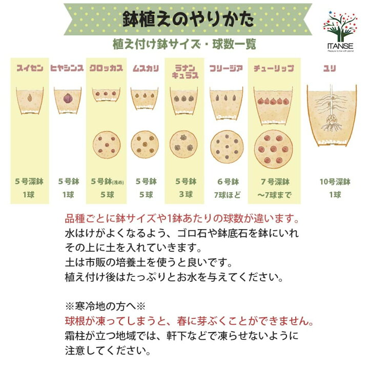 スイセン 球根 ミニ水仙 サンディスク 5球 2021公式店舗