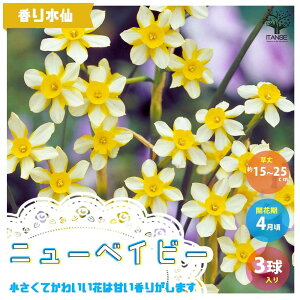 球根 寄せ植え セット Diy 工具の人気商品 通販 価格比較 価格 Com 球根 寄せ植え セット Diy 工具の人気商品 通販 価格比較 価格 Com