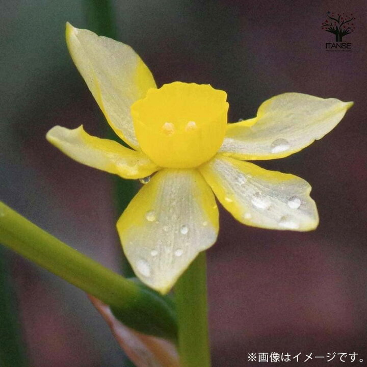 楽天市場 送料無料 ニューベイビー ちっちゃな香り水仙 花球根 お買い得3球セット 球根 花の球根 すいせん 水仙 寄せ植え ガーデニング 鑑賞 栽培 庭園菜園 植物販売のｉｔａｎｓｅ楽天市場店