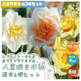 楽天市場 寄せ植え セット 球根 ガーデニング 農業 花 ガーデン Diyの通販