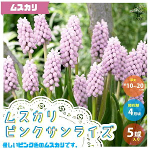 ムスカリ 花の人気商品 通販 価格比較 価格 Com