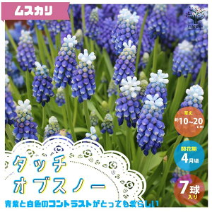 球根 寄せ植え セット Diy 工具の人気商品 通販 価格比較 価格 Com 球根 寄せ植え セット Diy 工具の人気商品 通販 価格比較 価格 Com