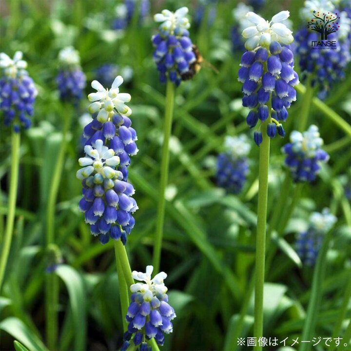楽天市場 送料無料 タッチオブスノー ムスカリ 花球根 お買い得6球セット 球根 花の球根 ムスカリ むすかり 寄せ植え ガーデニング 鑑賞 栽培 庭園菜園 植物販売のｉｔａｎｓｅ楽天市場店
