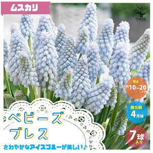 ムスカリ 花の人気商品 通販 価格比較 価格 Com ムスカリ 花の人気商品 通販 価格比較 価格 Com
