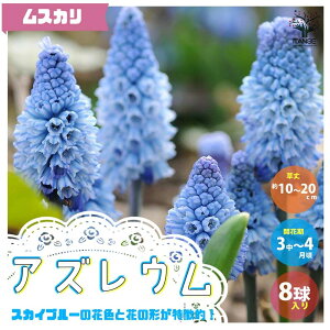 球根 寄せ植えの人気商品 通販 価格比較 価格 Com