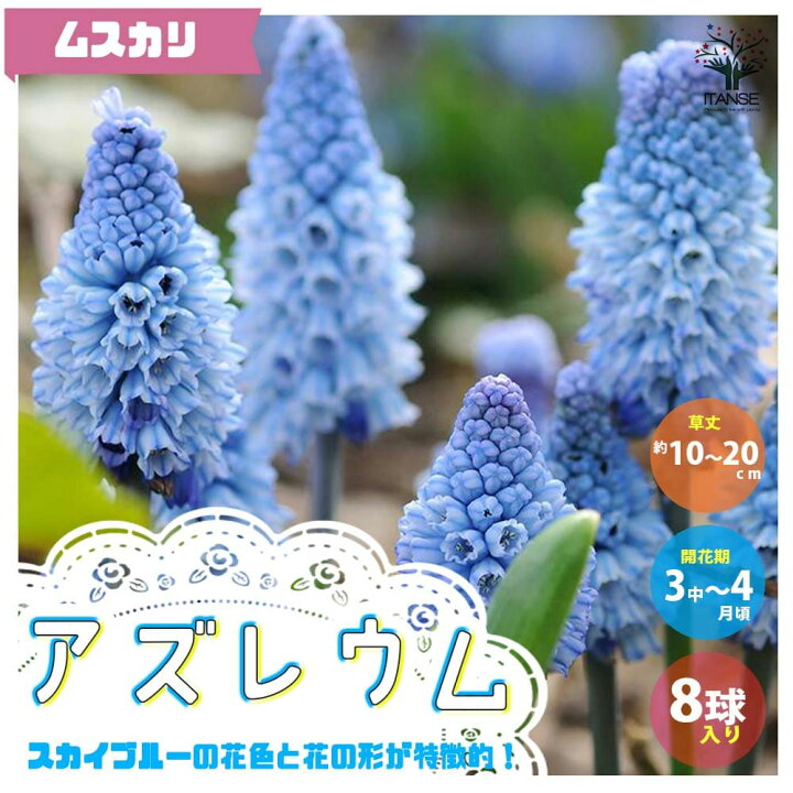 楽天市場 送料無料 アズレウム ムスカリ 花球根 お買い得8球セット 球根 花の球根 ムスカリ むすかり 寄せ植え ガーデニング 鑑賞 栽培 庭園菜園 植物販売のｉｔａｎｓｅ楽天市場店