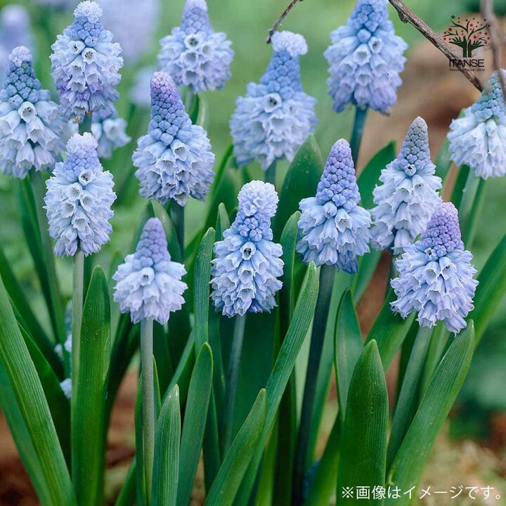 楽天市場 送料無料 アズレウム ムスカリ 花球根 お買い得6球セット 球根 花の球根 ムスカリ むすかり 寄せ植え ガーデニング 鑑賞 栽培 庭園菜園 植物販売のｉｔａｎｓｅ楽天市場店
