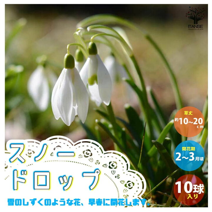 楽天市場 送料無料 スノードロップ スノードロップ 花球根 お買い得10球セット 球根 花の球根 スノードロップ すのーどろっぷ 寄せ植え ガーデニング 鑑賞 栽培 庭園菜園 植物販売のｉｔａｎｓｅ楽天市場店