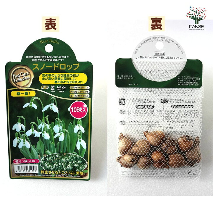 スノードロップ 球根 不思議な色の珍しい花 信頼できる売り手 観葉植物 バルブオブザイヤー 2 球根 D 全ての