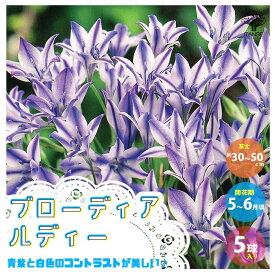 楽天市場 ブロー ディア 球根の通販