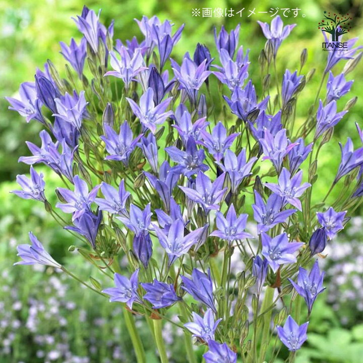楽天市場 送料無料 ブローディア ルディー 花球根 お買い得5球セット 球根 花球根 花の球根 寄せ植え ガーデニング 鑑賞 栽培 庭園菜園 植物販売のｉｔａｎｓｅ楽天市場店
