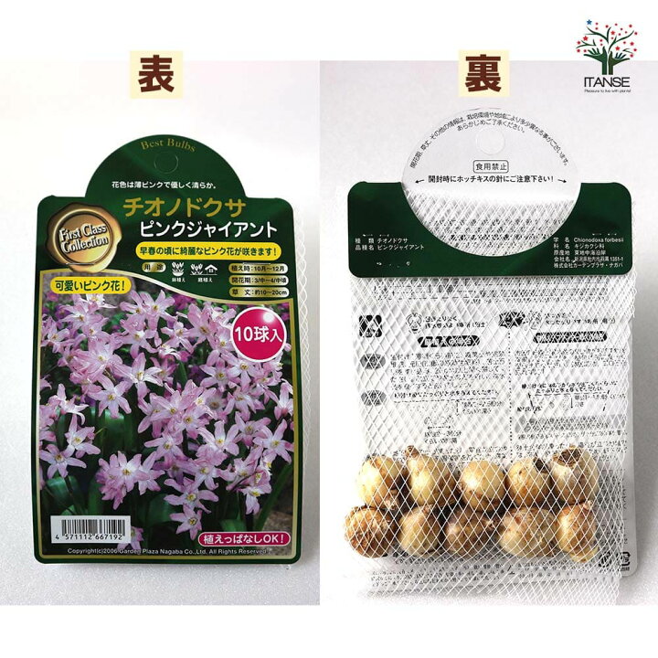 楽天市場 送料無料 チオノドクサ ピンクジャイアント 花球根 お買い得8球セット 球根 花球根 花の球根 寄せ植え ガーデニング 鑑賞 栽培 庭園菜園 植物販売のｉｔａｎｓｅ楽天市場店