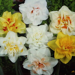 yz d炫 ԋ  5Zbg ԋ ̉ A nA K[fjO  [