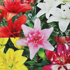 yz d炫XJV ԋ  5Zbg ԋ ̉ A nA K[fjO  [